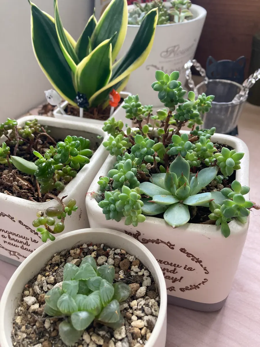 多肉🌵の生命力💪🏻🤨✊🏻〔写真1枚目〕-水色ガーデンさんの日記