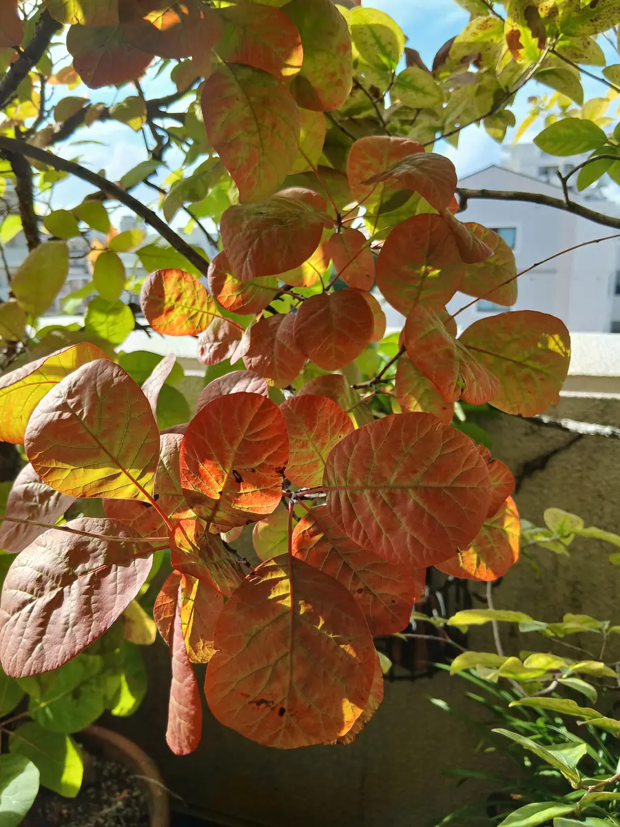 ふくおかルーバルガーデン(9)～秋🍁🍏🎃の庭たより～スモークツリーの