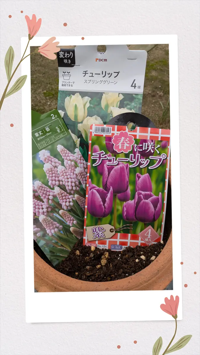 実はチューリップ🌷植え付けてます😏｜園芸日記byリーフーミン