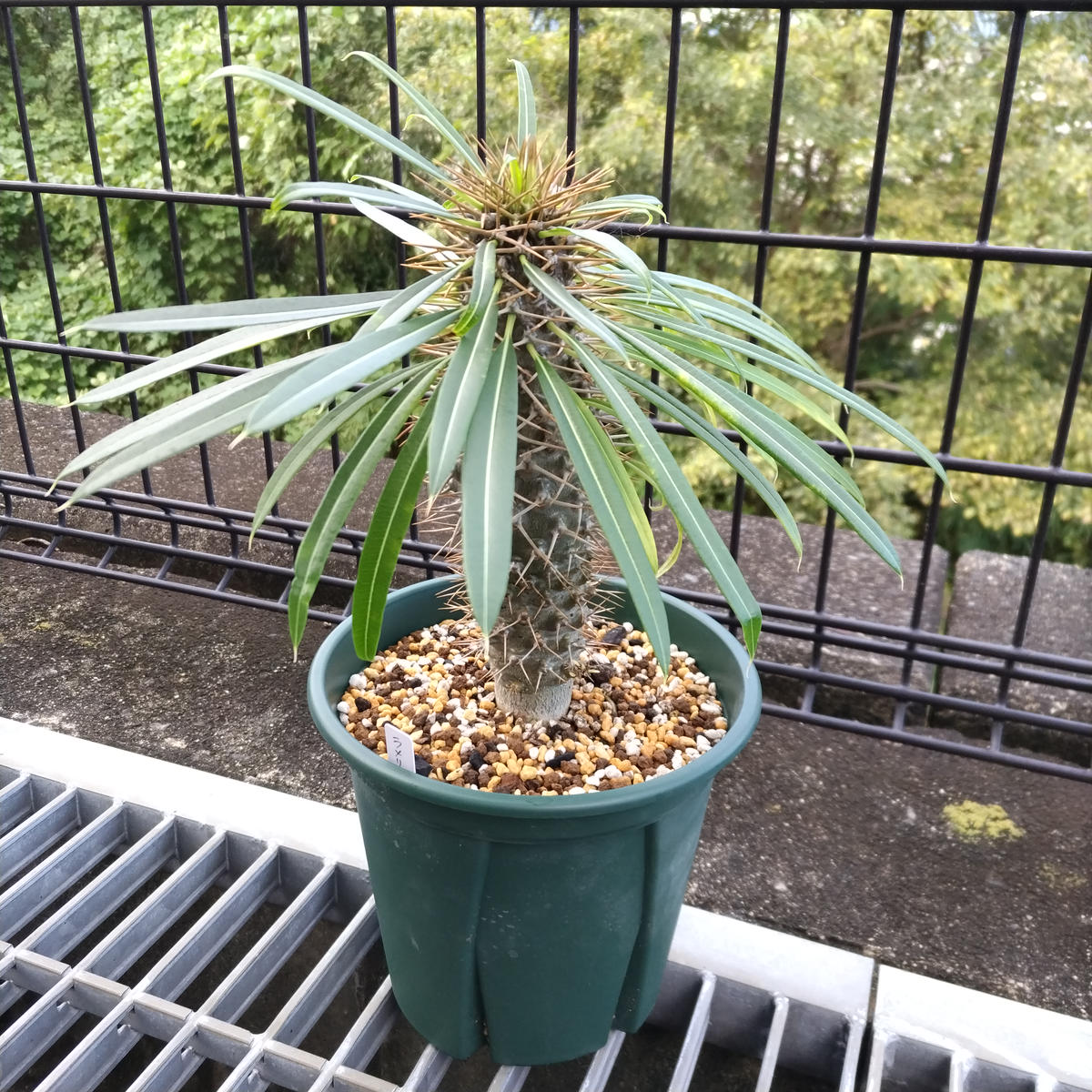 パキポディウムラメリーを植え替え｜園芸日記byたかベリー｜みんなの 