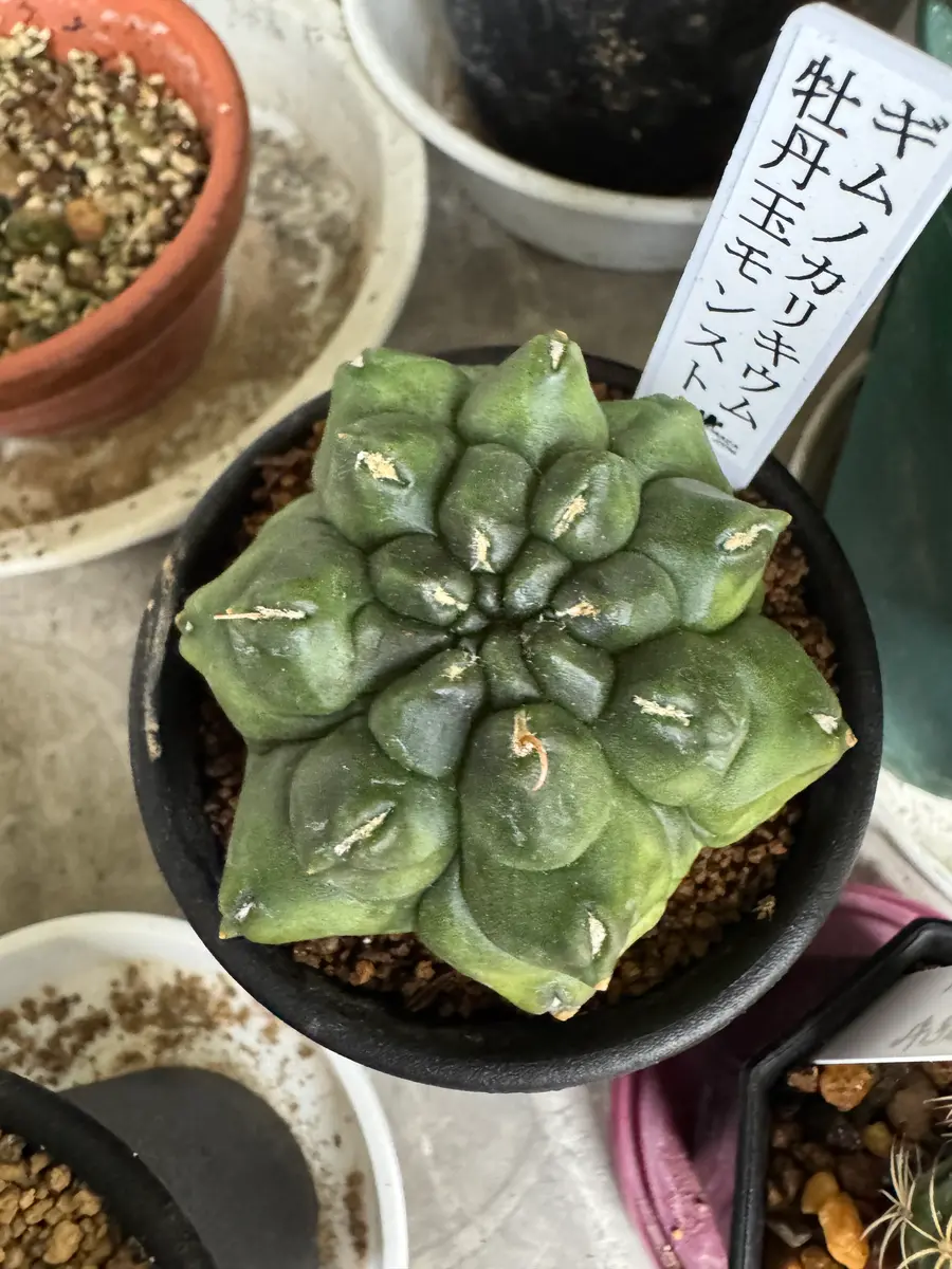 20251026①今年新入りサボテンの現在｜園芸日記byさすらふ花好き