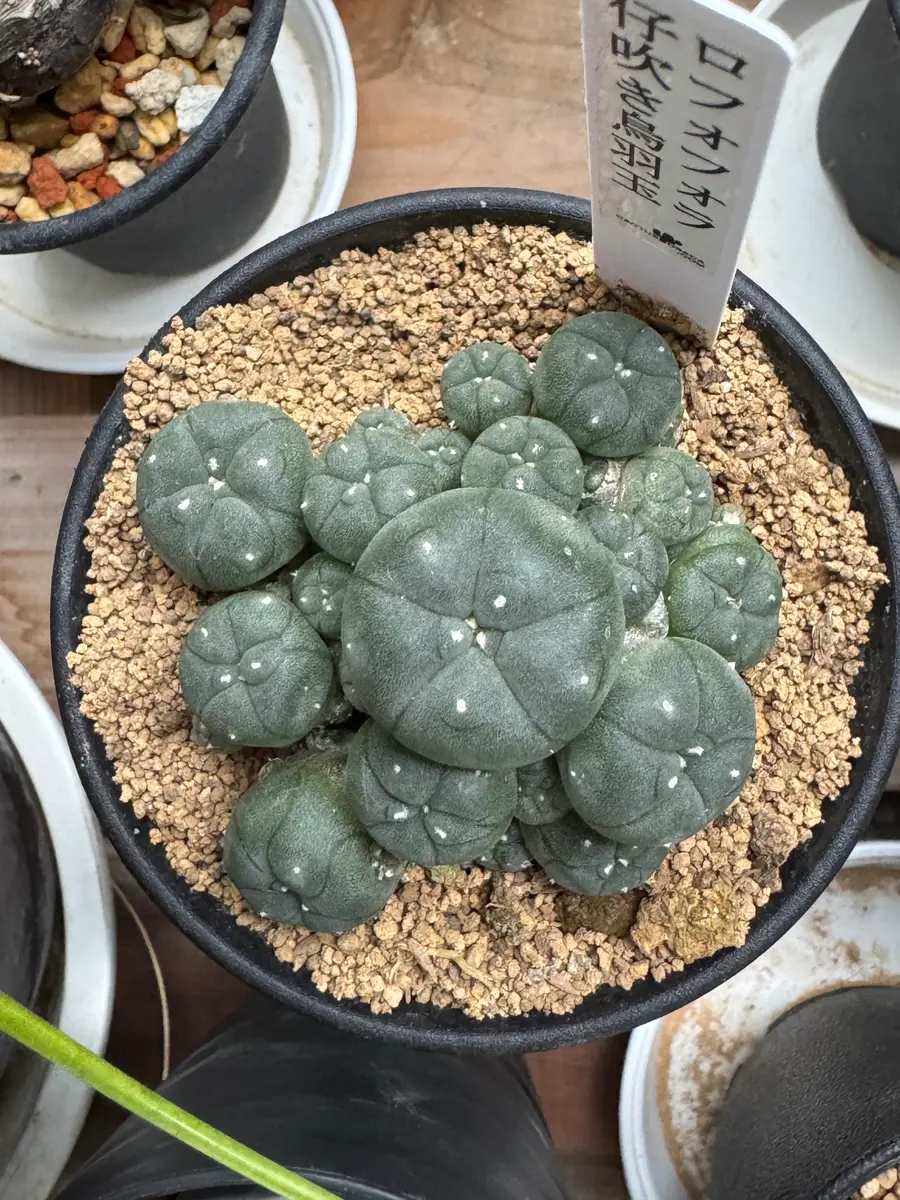 20251026①今年新入りサボテンの現在｜園芸日記byさすらふ花好き