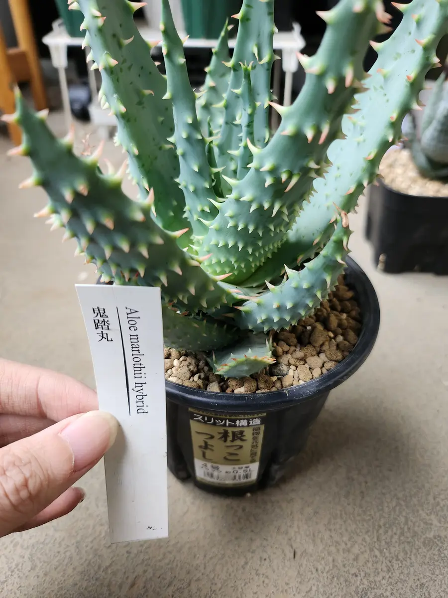 ALOE　※他の方は購入できません 鬼を踏むのか、踏まれるのか。｜園芸日記by律九｜みんなの趣味の園芸