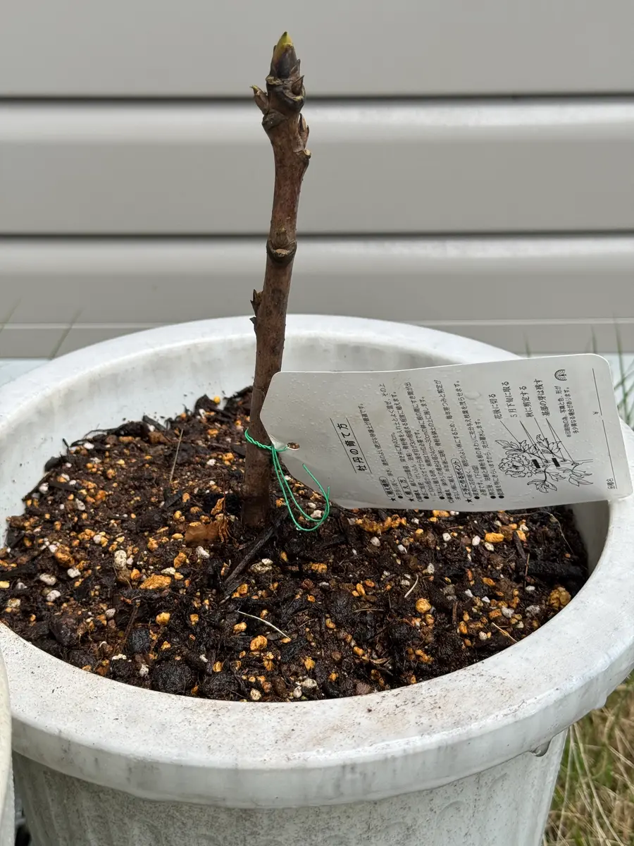 牡丹の市販苗を鉢に植えつけしました。緋の司・五大州｜園芸日記