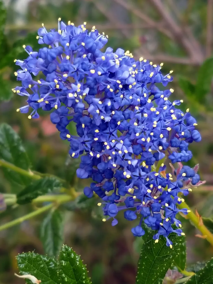 なかちゅう様専用 カルフォルニアライラック パシフィックブルー