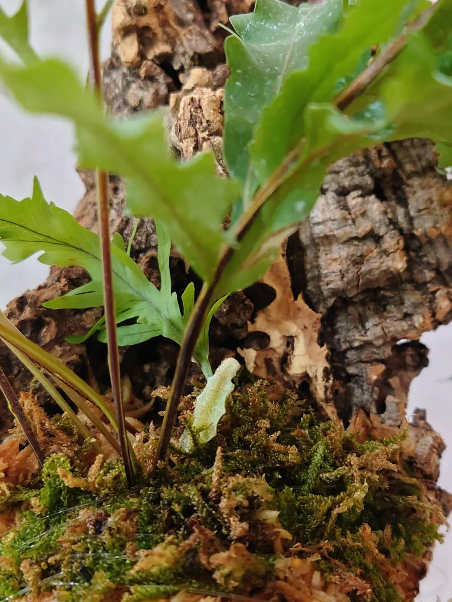 ウォー！！これはもしや！そうなのかい？ドリナリア・リギデュラ