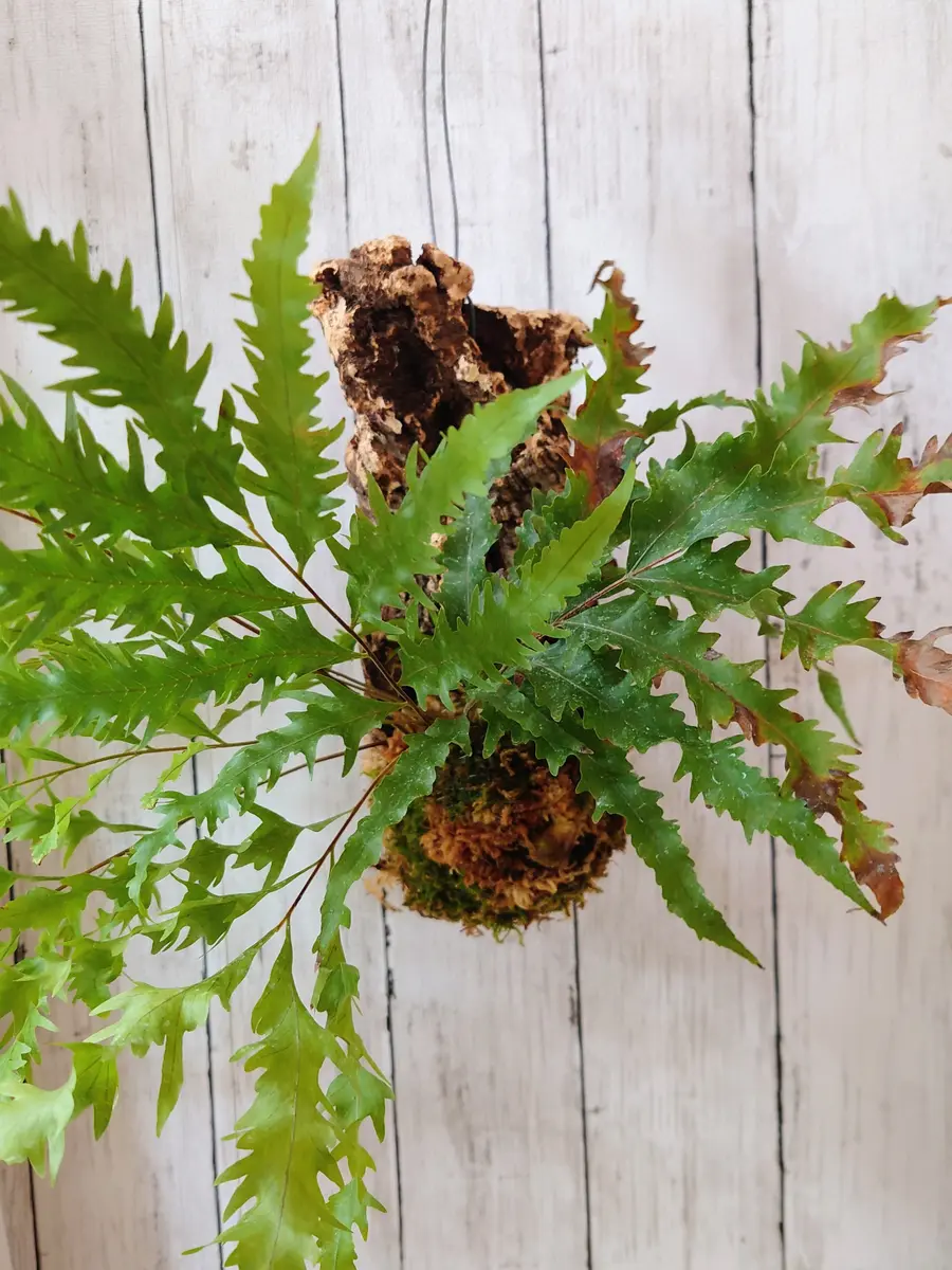 ウォー！！これはもしや！そうなのかい？ドリナリア・リギデュラ