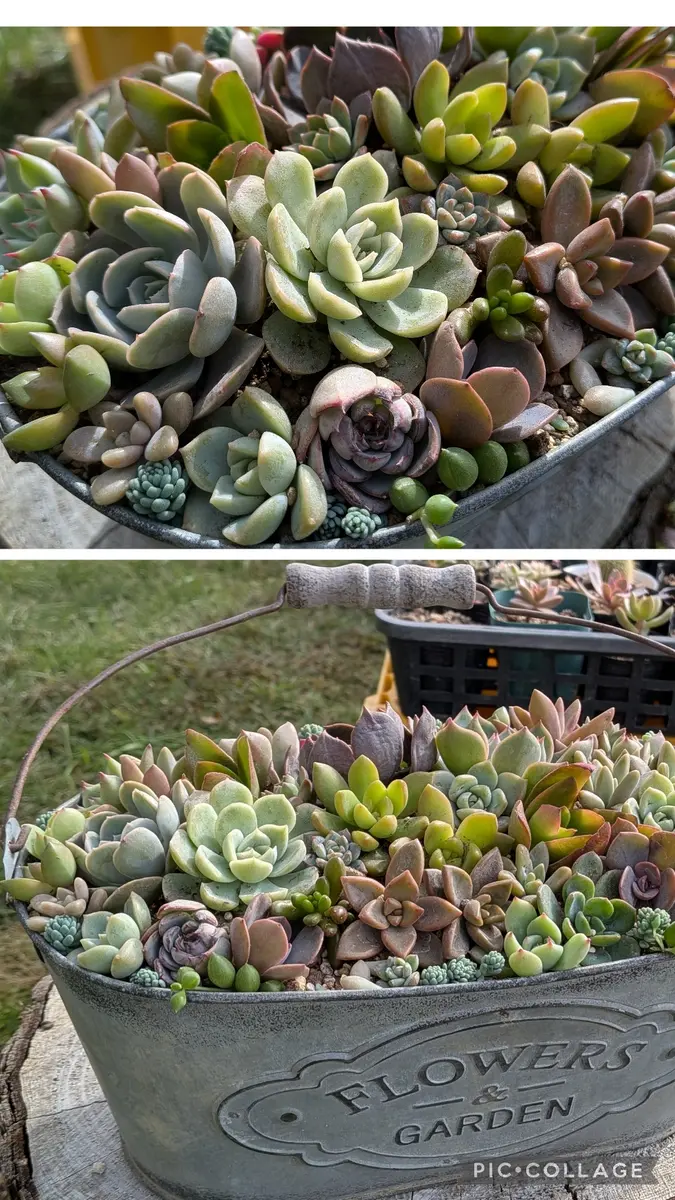 観戦しながら多肉の寄せ植え🌱｜園芸日記bySみん｜みんなの趣味の園芸