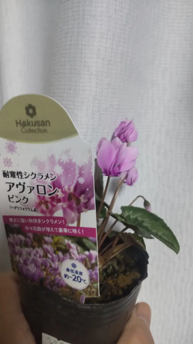 シクラメンの日記一覧|さいちぇんさんの園芸日記-みんなの趣味の園芸