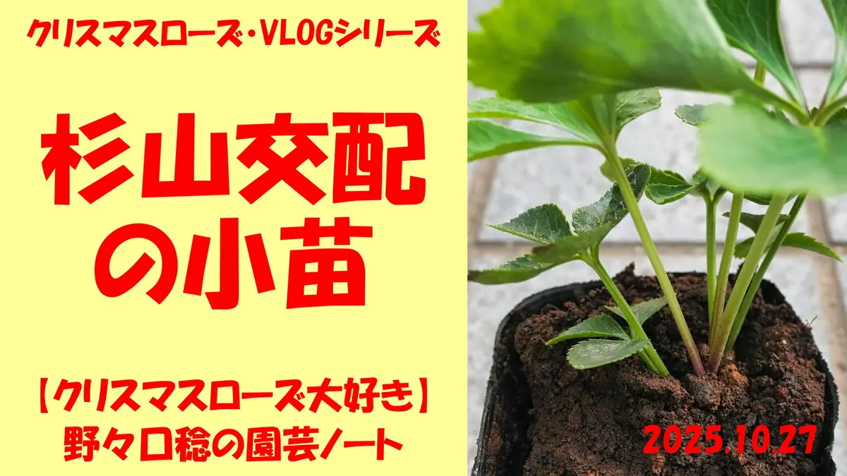 杉山交配の小苗｜園芸日記by野々口稔｜みんなの趣味の園芸｜1389875