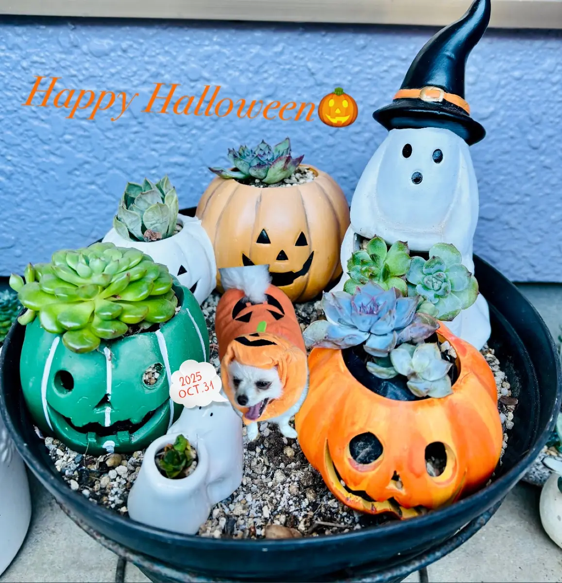 HappyHalloween🎃｜園芸日記bysn｜みんなの趣味の園芸｜1389929