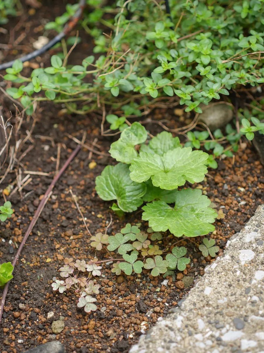 ラナンキュラスラックスの芽吹き｜園芸日記bypolano｜みんなの趣味の