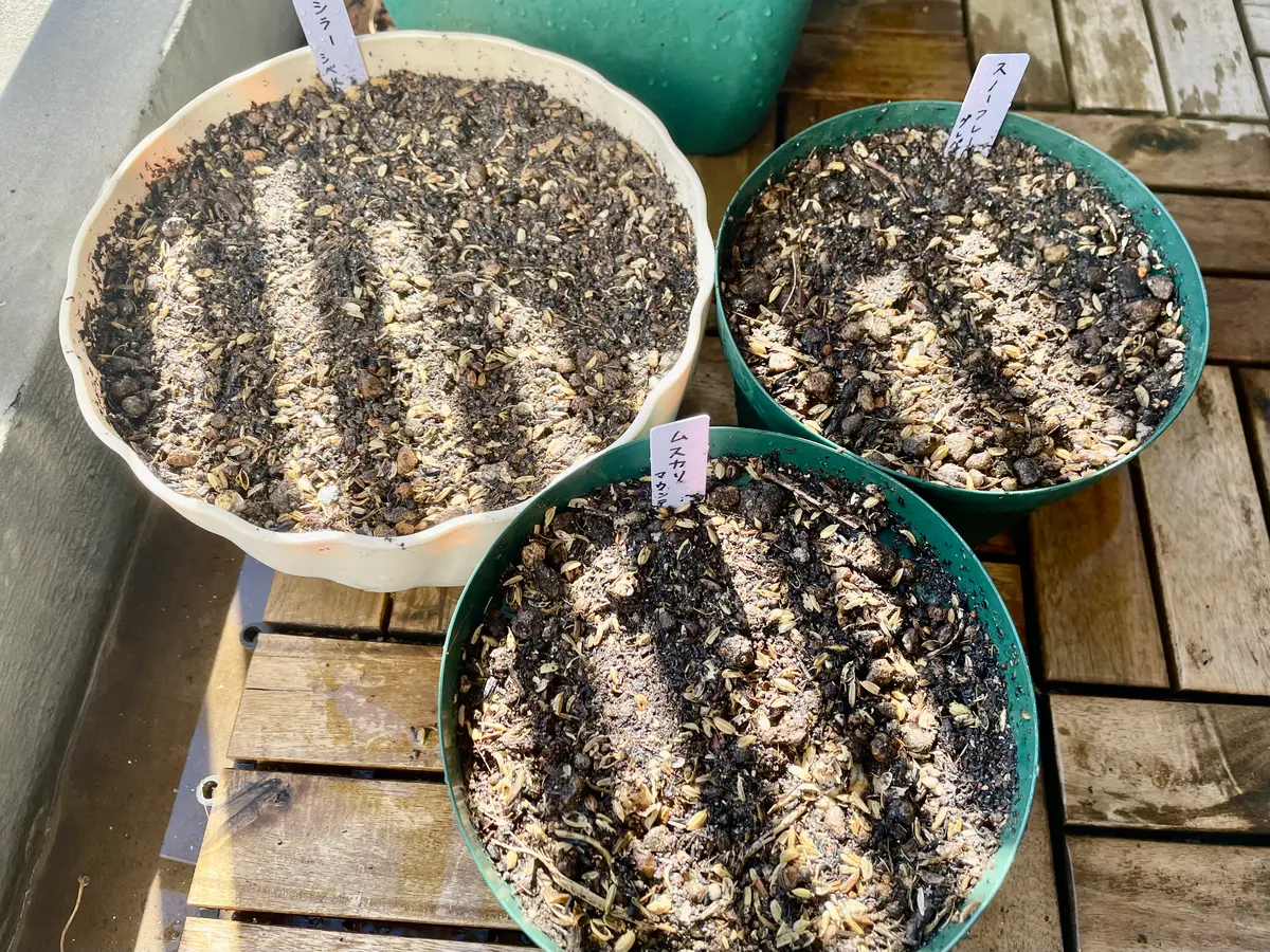 img_cache_d_1390061_1_17618867