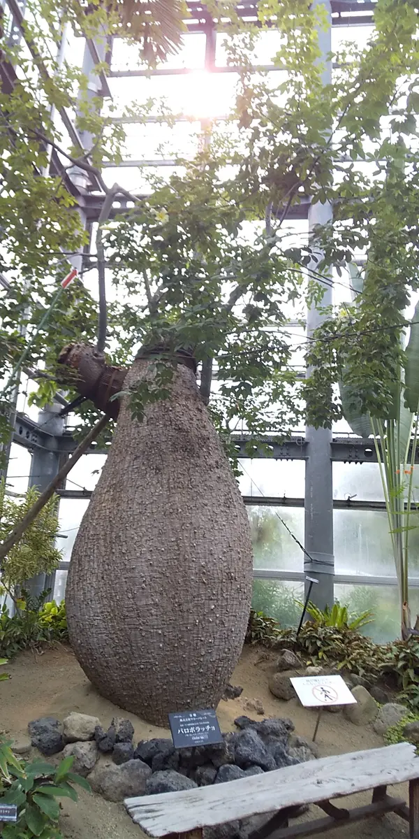 酔っ払いの木　トックリキワタ　パラボラッチョ　トゲトゲ　鑑賞樹木　塊根植物 酔っ払いの木 トックリキワタ パラボラッチョ トゲトゲ 鑑賞樹木 塊根