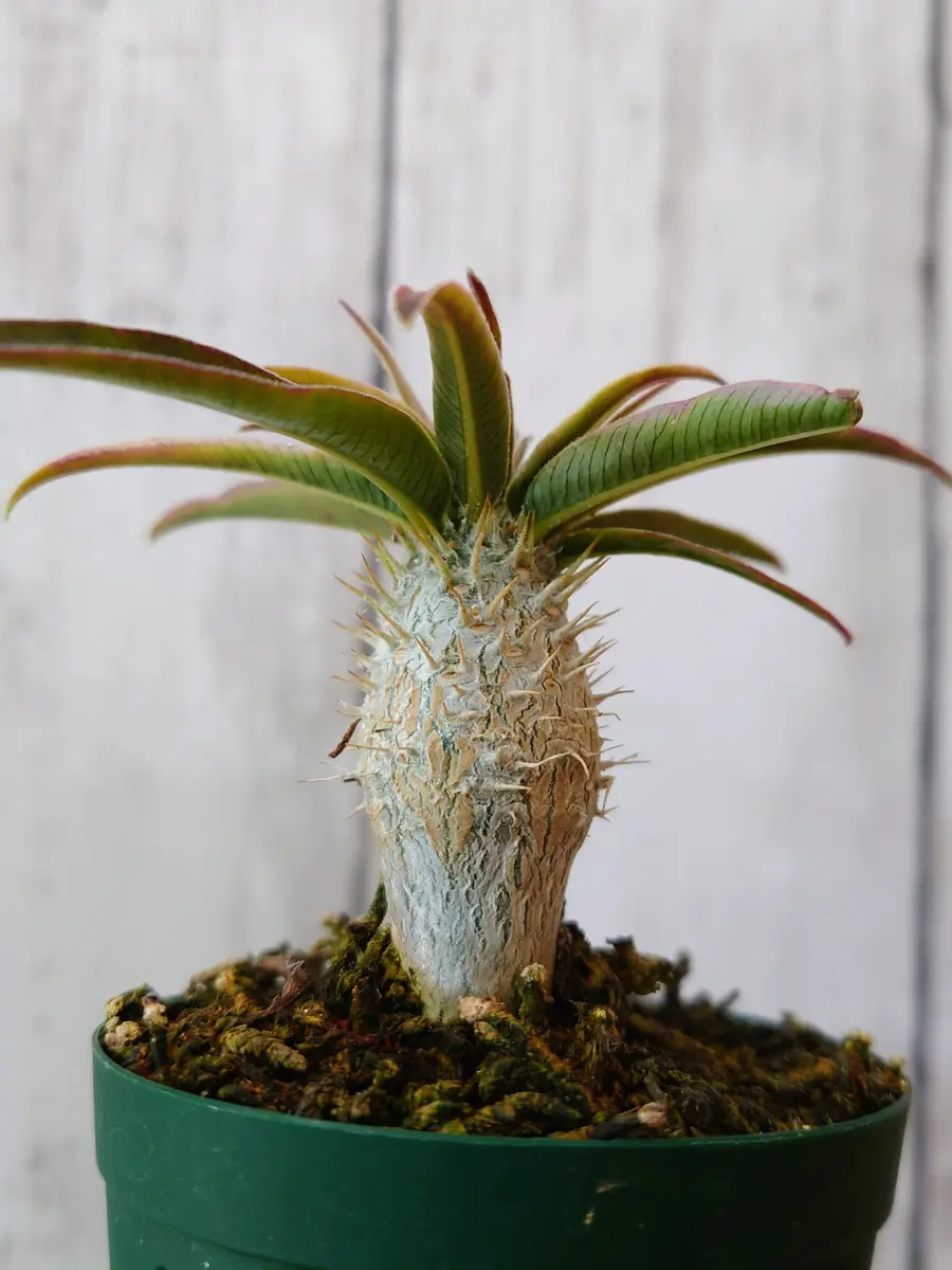 水苔植えがデカくなってる実生のパキポディウム・グラキリスさん