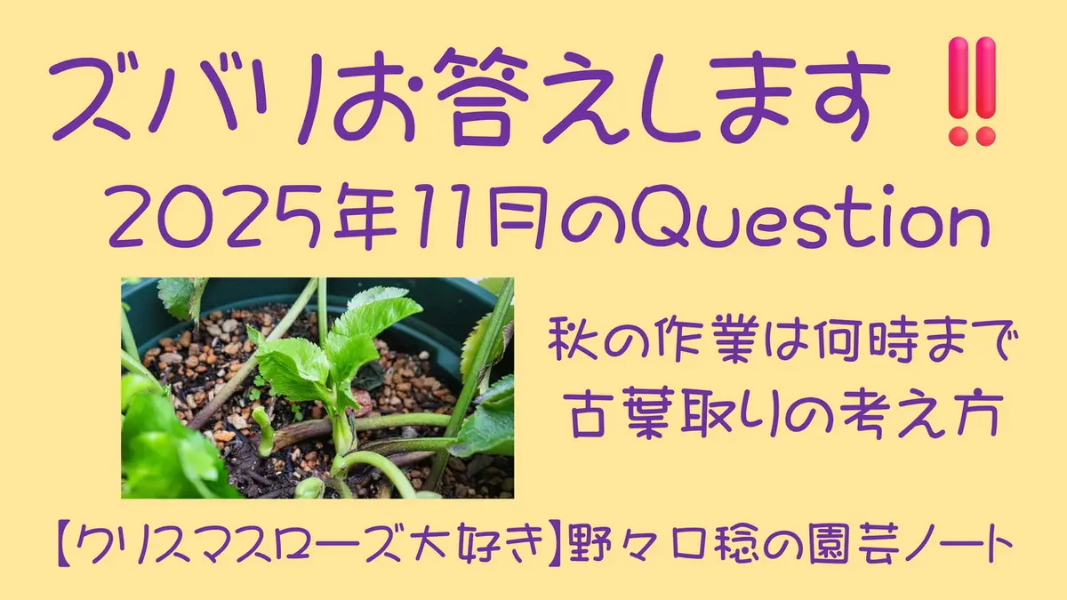古44▪️昨々シーズン株分け 大木ナーセリー クリスマスローズ 古44▪️昨々シーズン株分け 大木ナーセリー クリスマスローズ 楽天