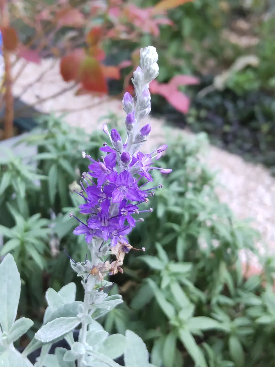 トウテイランと寄せ植え、購入品｜園芸日記by3nyan｜みんなの趣味の