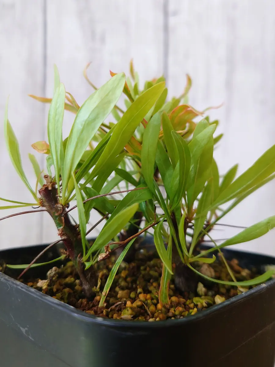 太らせたい挿し木のフォークイエリア・プルプシーさん。｜園芸日記