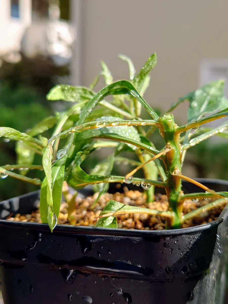 太らせたい挿し木のフォークイエリア・プルプシーさん。｜園芸日記