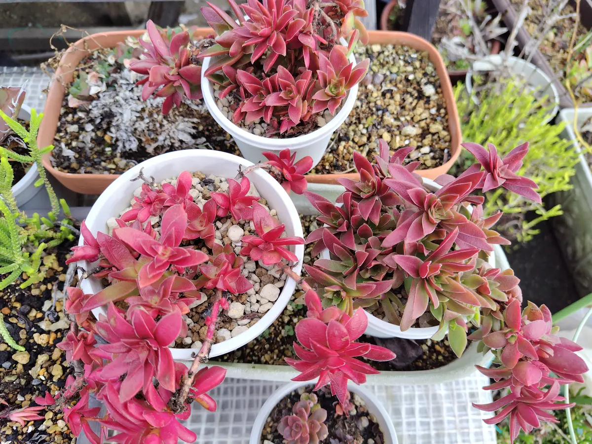 多肉植物（火祭り・紅葉祭り）〔写真1枚目〕-すてきなおじいちゃんさん