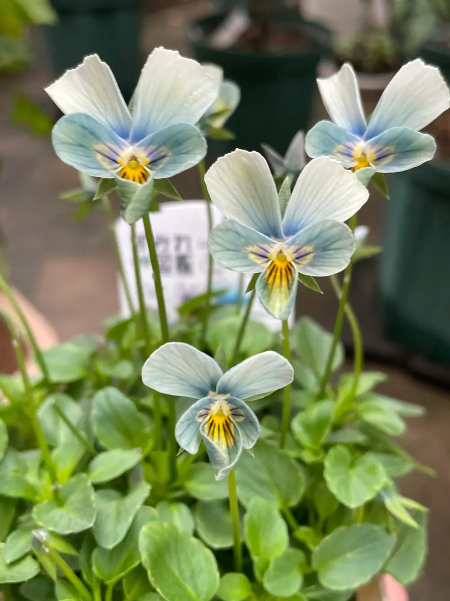 すみれ図鑑｜園芸日記byこは｜みんなの趣味の園芸｜1392869