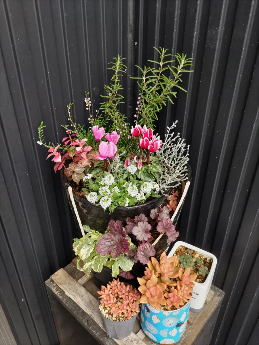 割れ鉢｜園芸日記byかえるの庭｜みんなの趣味の園芸｜1393044