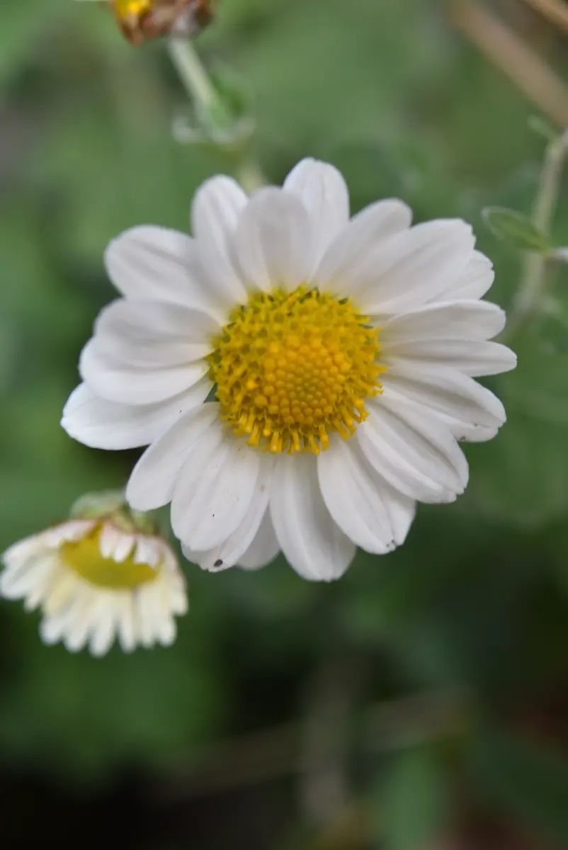 野路菊が咲き始めました｜園芸日記by赤いハナミズキ｜みんなの趣味の