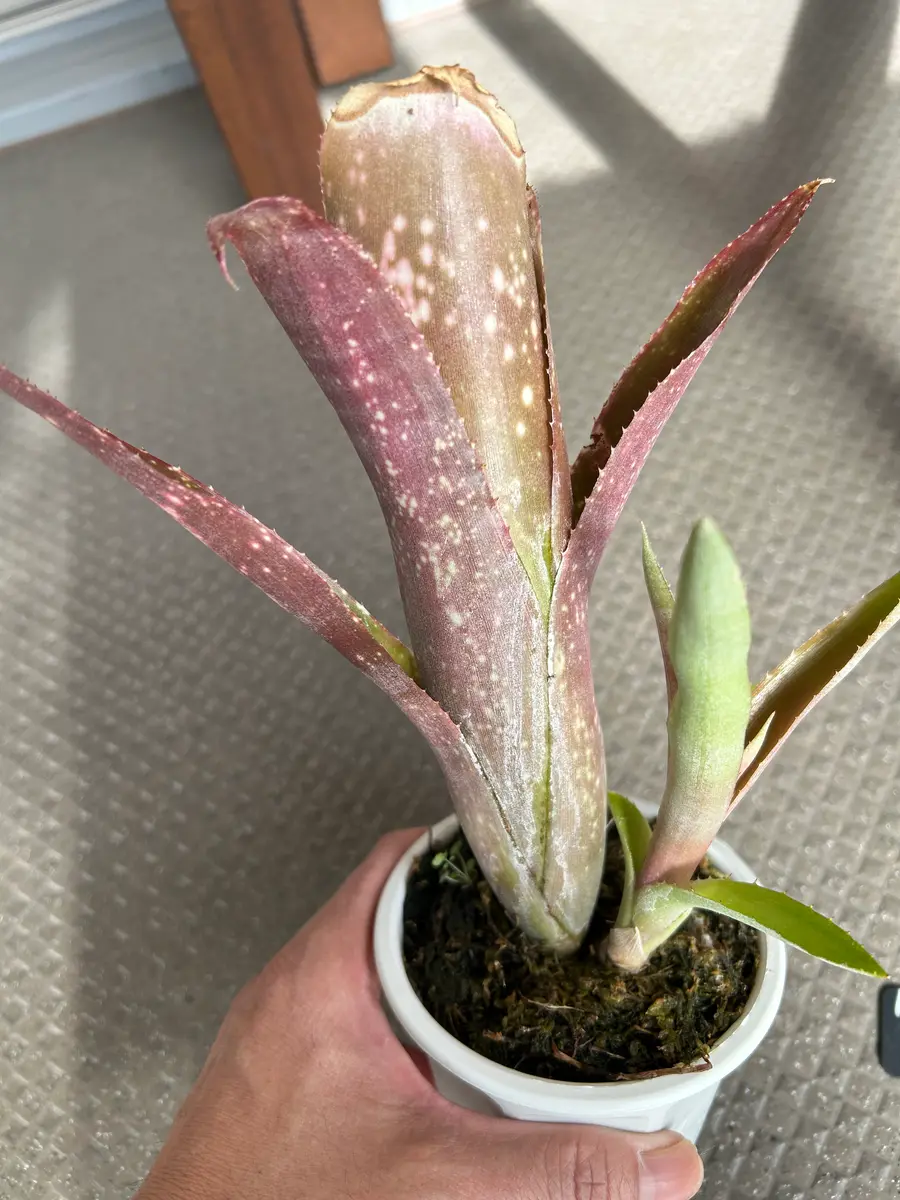 ビルベルギア topeaite 子株付き ビルベルギア topeaite 子株付き