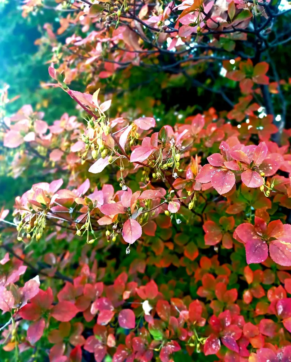 紅花ドウダンツツジの美しい紅葉〔写真1枚目〕-たーちゃんの旦那さんの