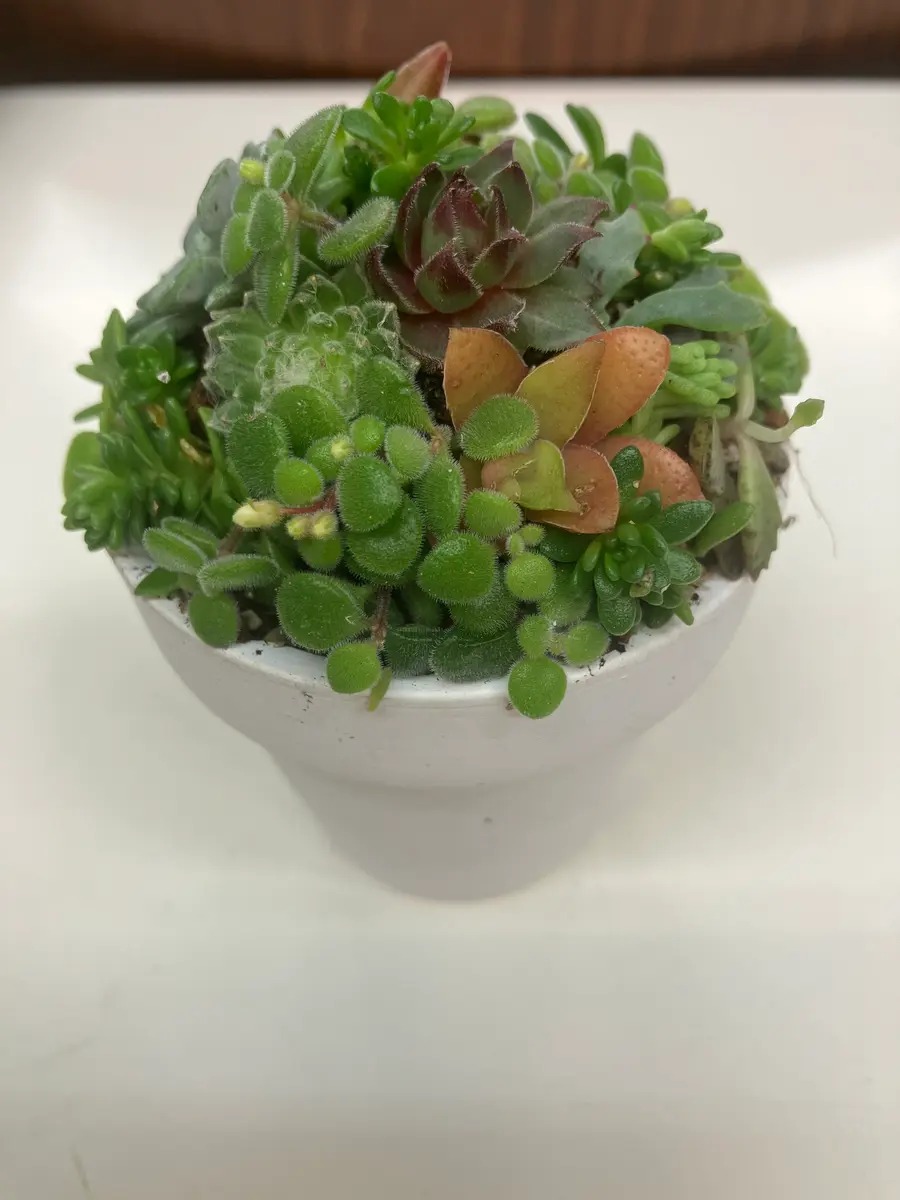 モリモリ多肉植物寄せ植え｜園芸日記byヤスタカママ｜みんなの趣味の