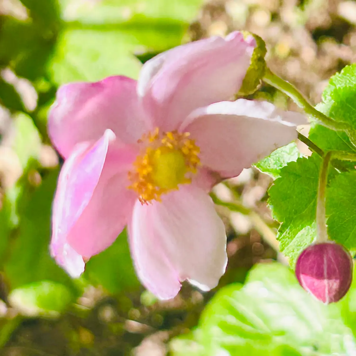 可愛い秋明菊・ピンク🎵｜園芸日記bymasaさん｜みんなの趣味の園芸