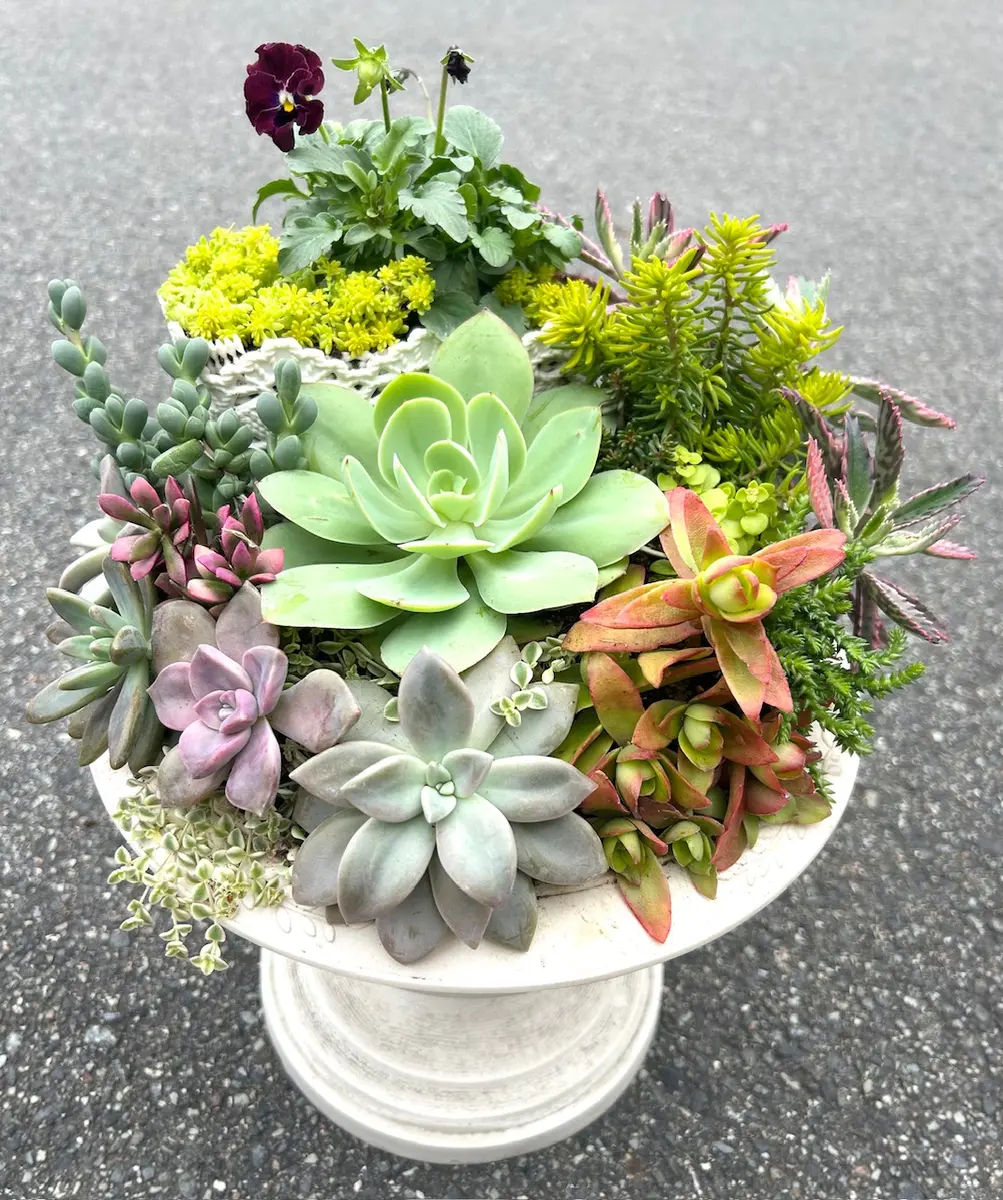 ビオラと多肉の寄せ植え🌵｜園芸日記by花栞｜みんなの趣味の園芸｜1394142