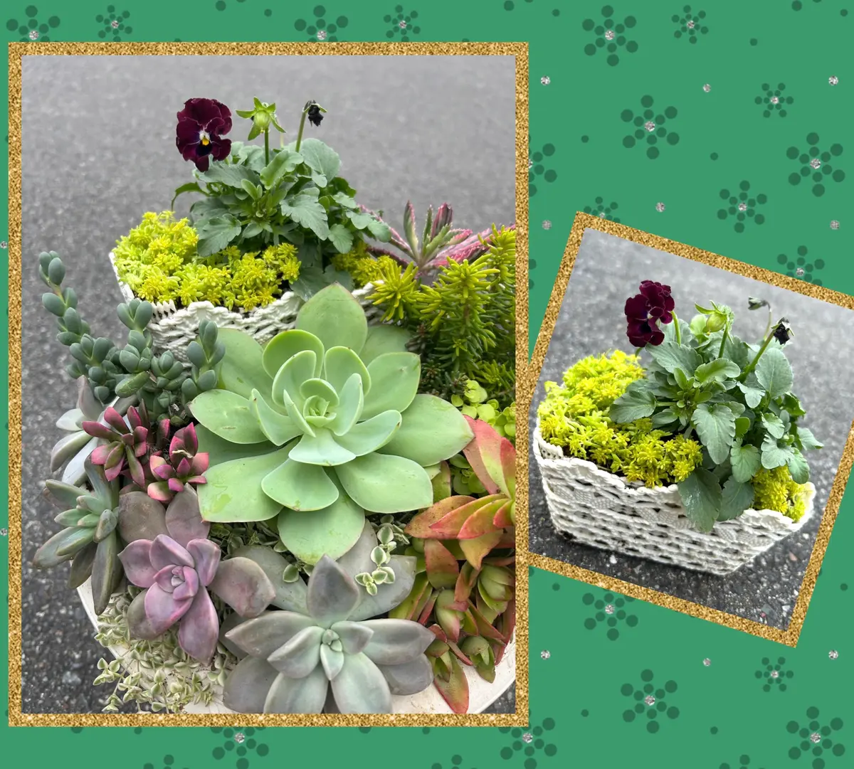 ビオラと多肉の寄せ植え🌵｜園芸日記by花栞｜みんなの趣味の園芸｜1394142