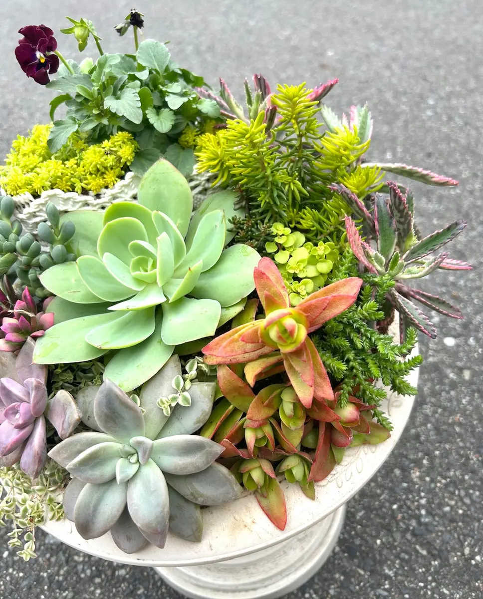 ビオラと多肉の寄せ植え🌵｜園芸日記by花栞｜みんなの趣味の園芸｜1394142
