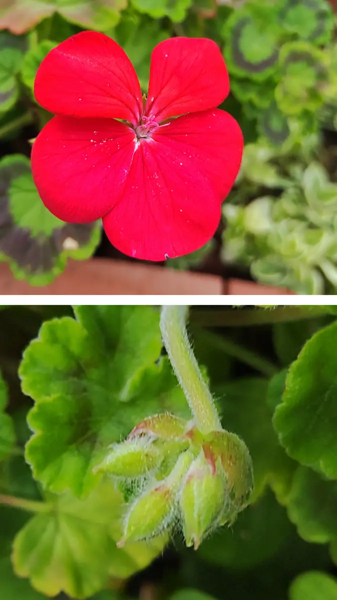 ゼラニウム🟥今ごろ蕾が😉｜園芸日記by明日香hitomi｜みんなの趣味の
