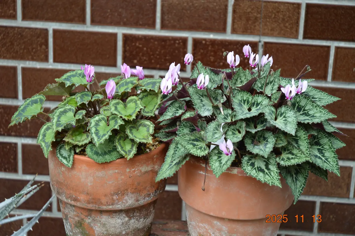 原種シクラメン・グラエカム＆マリチマム｜園芸日記by鹿せんべい