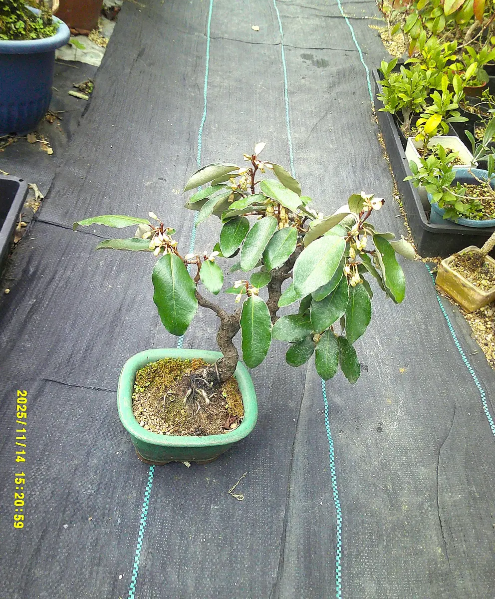 斑入り大苗代グミ（ギルトエッジ）」は、結実するのか？｜園芸日記