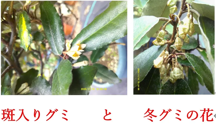 ❃ 斑入りグミ 挿し穂 ❃ ❃ 斑入りグミ 挿し穂 ❃ ❃ 斑入りグミ 挿し穂 ❃の通販 by Fabulous