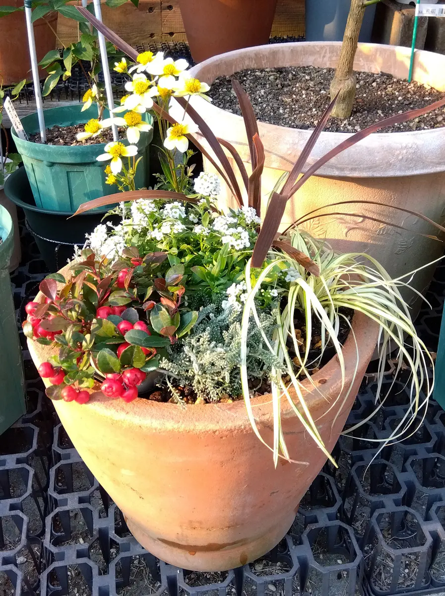 寄せ植え完成です❗😁。｜園芸日記byツボクレ44｜みんなの趣味の園芸