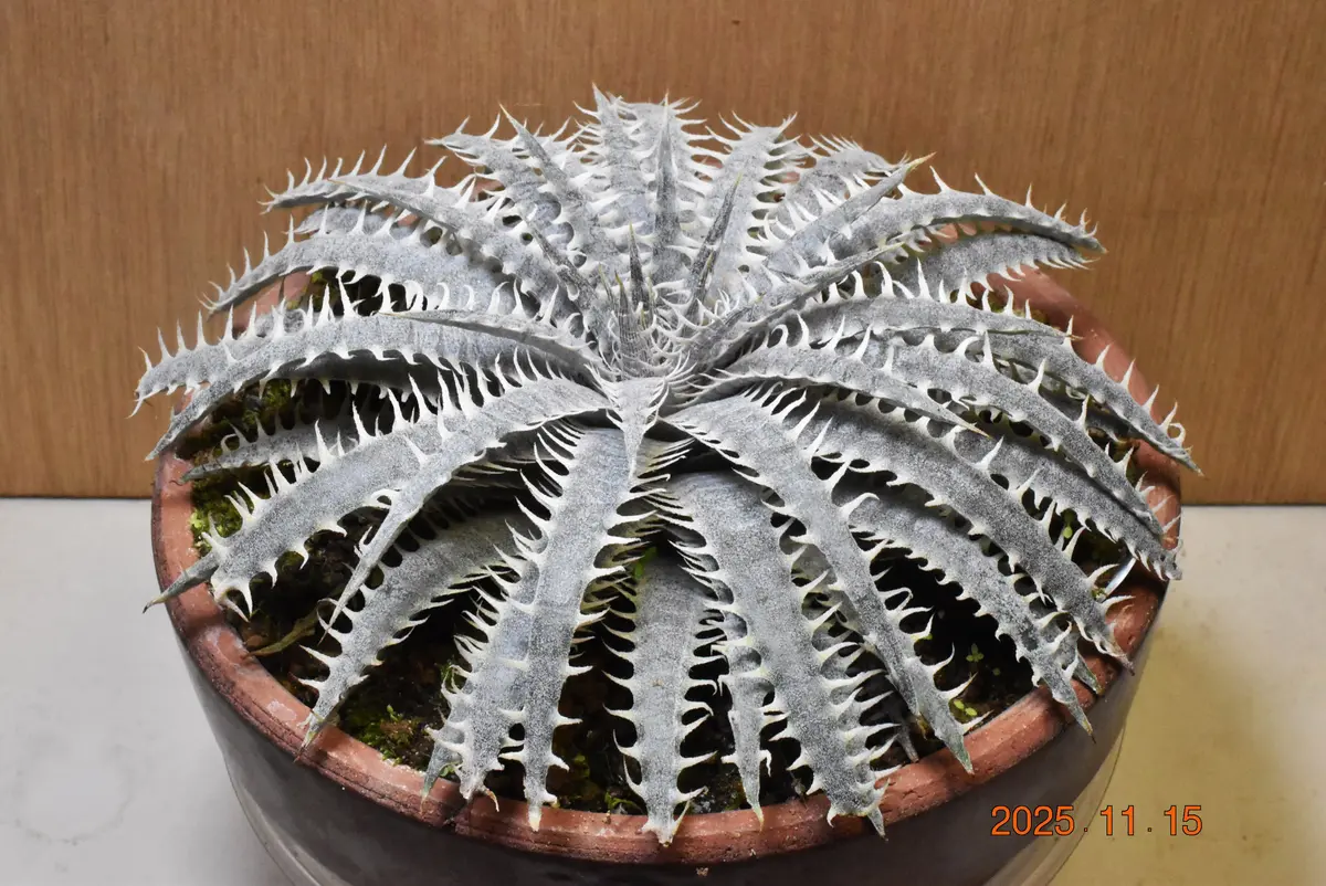 ディッキア・デリカータ（原種）｜園芸日記by鹿せんべい｜みんなの趣味