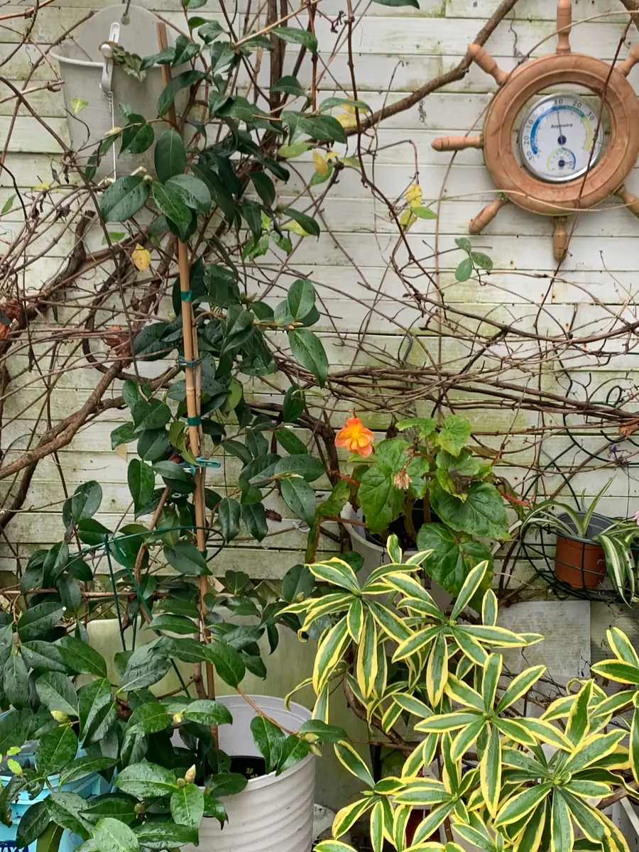 専用ページ（猫 小鳥 蔓植物） そらページ つる薔薇 猫 （小鳥追加