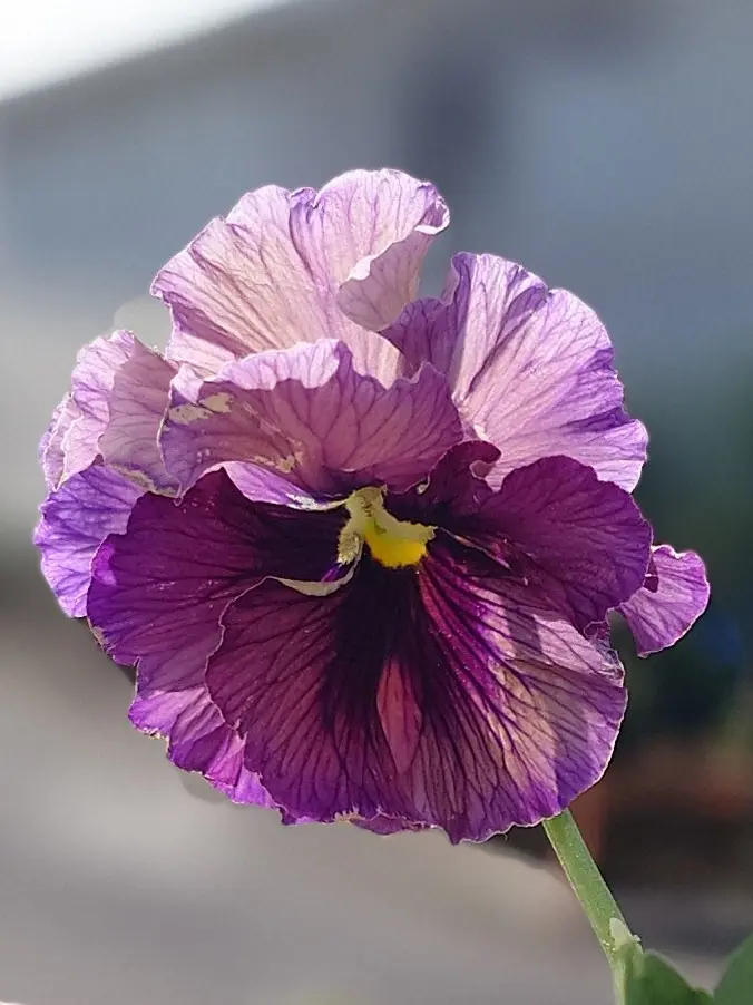 ビオラレディのお迎え苗(第1弾)｜園芸日記byNash｜みんなの趣味の園芸