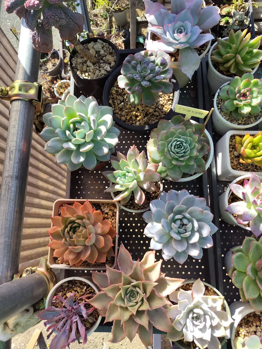 なおちゃん様 多肉植物棚 TD-88 変更あり 多肉棚の多肉〔写真