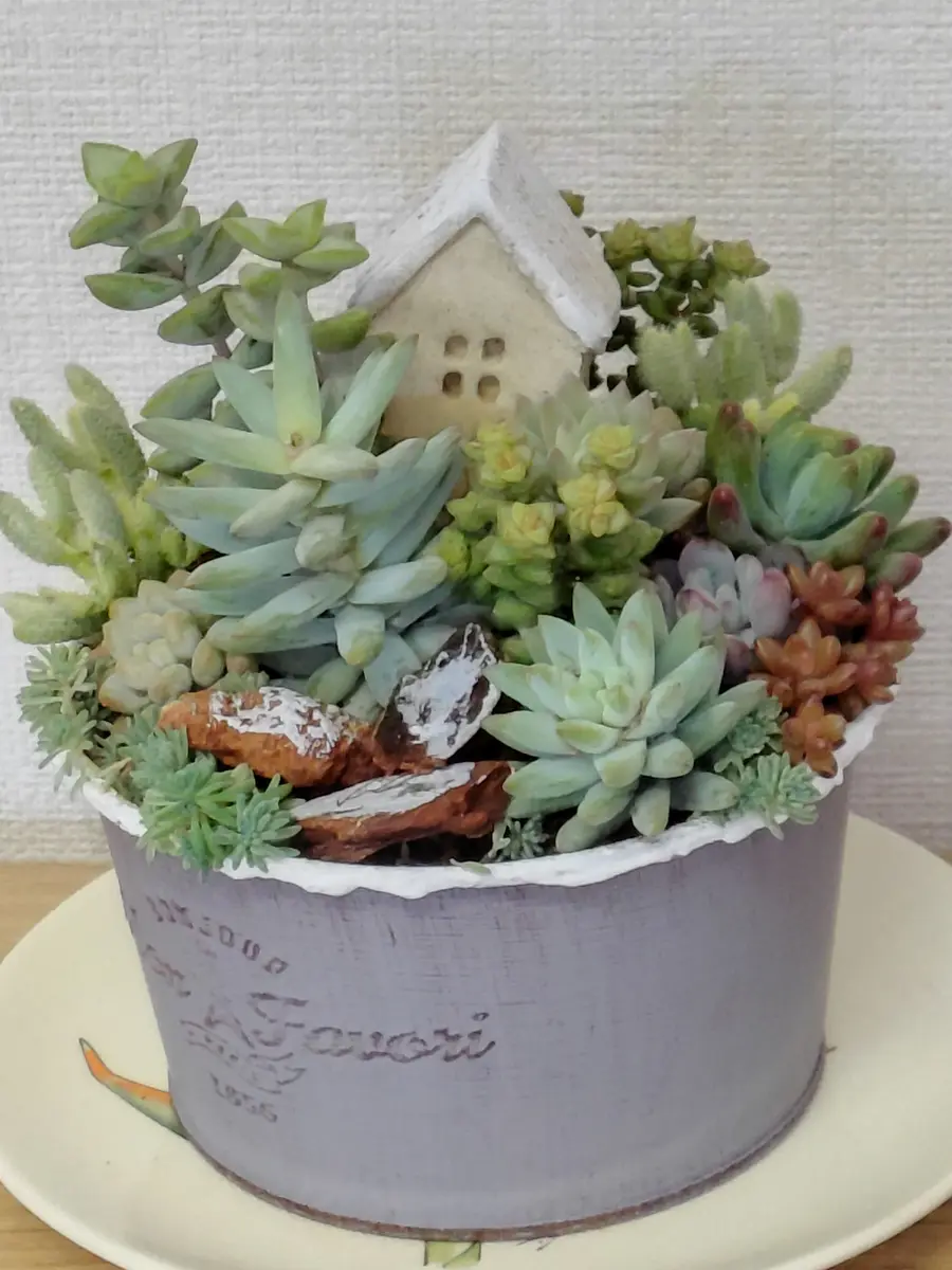 多肉植物のかわいい寄せ植え(よみうりカルチャー橫浜)｜園芸日記