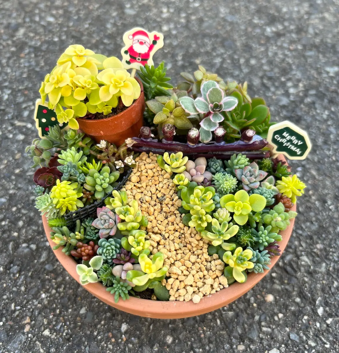 🌵箱庭〜christmasバージョン～🌵｜園芸日記by花栞｜みんなの趣味の