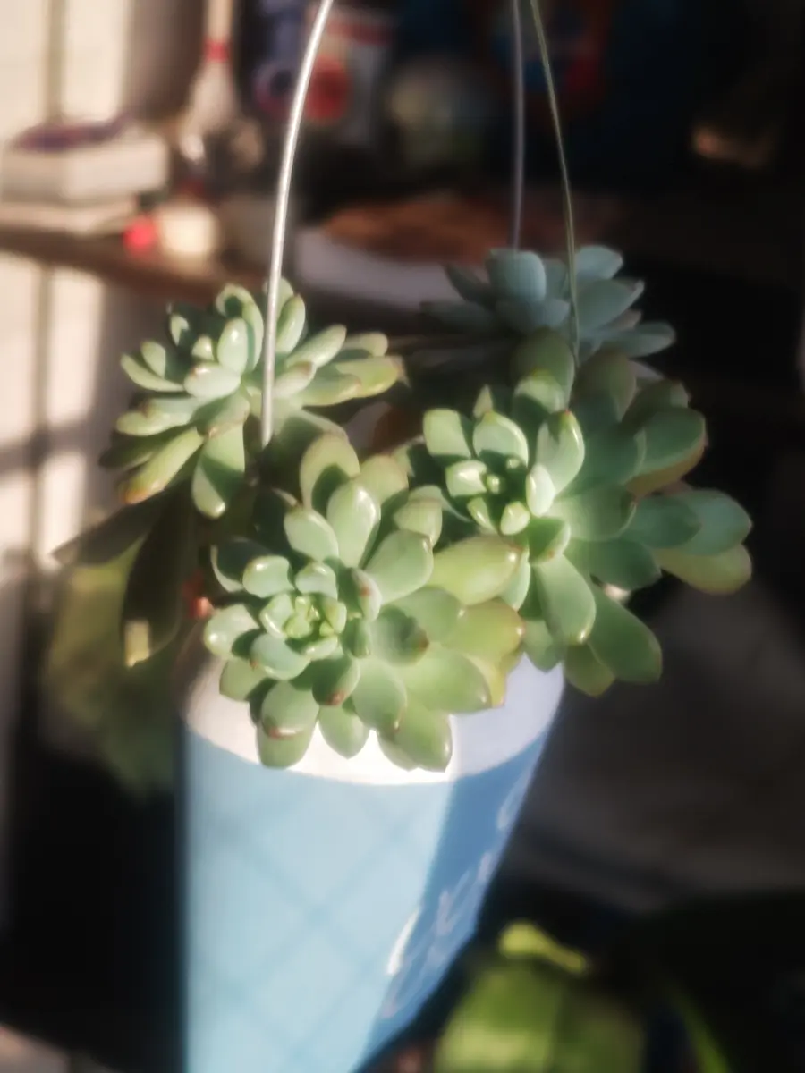 エケベリア・セダム peche セダム原種。 | 櫻の植物と手作り日記