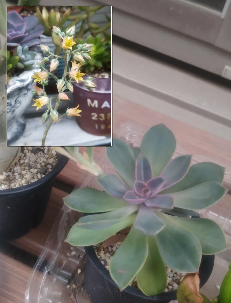 セダム✕エケベリア＝セデベリア 🌵｜園芸日記bywhitebear｜みんなの