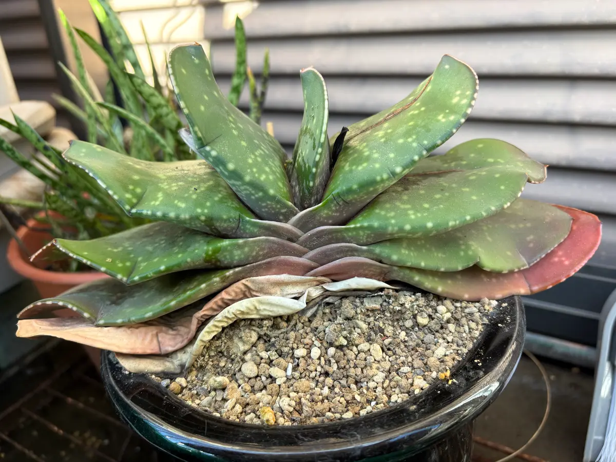 恐竜 ガステリア 厚舌 Yahoo!オークション -「ガステリア 恐竜」(観葉植物) の落札相場・落札価格