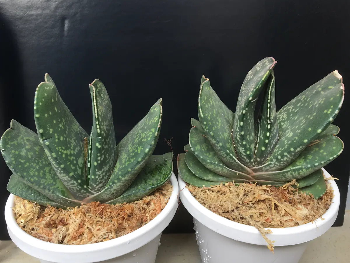 ガステリア『恐竜』のベビー🦕｜園芸日記by湯島臥牛｜みんなの趣味の