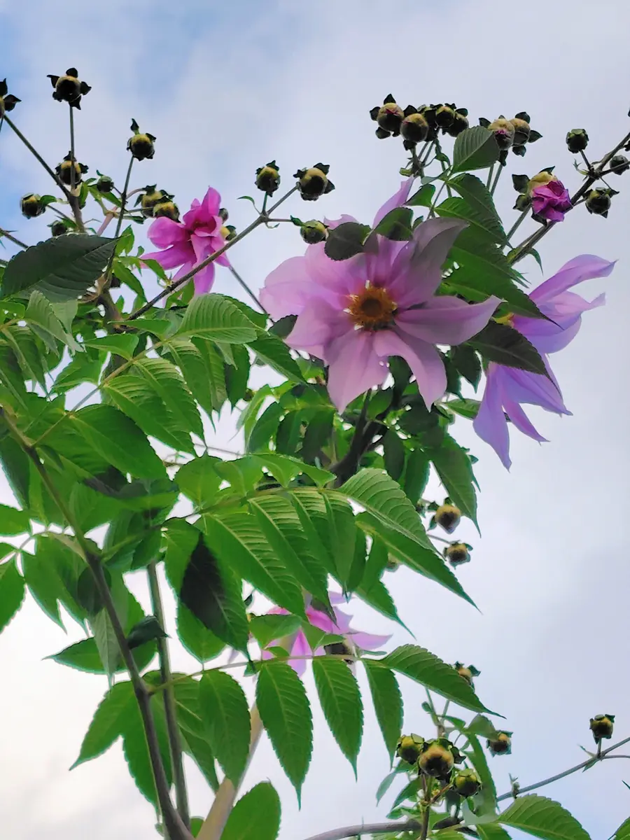 皇帝ダリア、大丈夫？😄｜園芸日記byレイラちゃん｜みんなの趣味の園芸